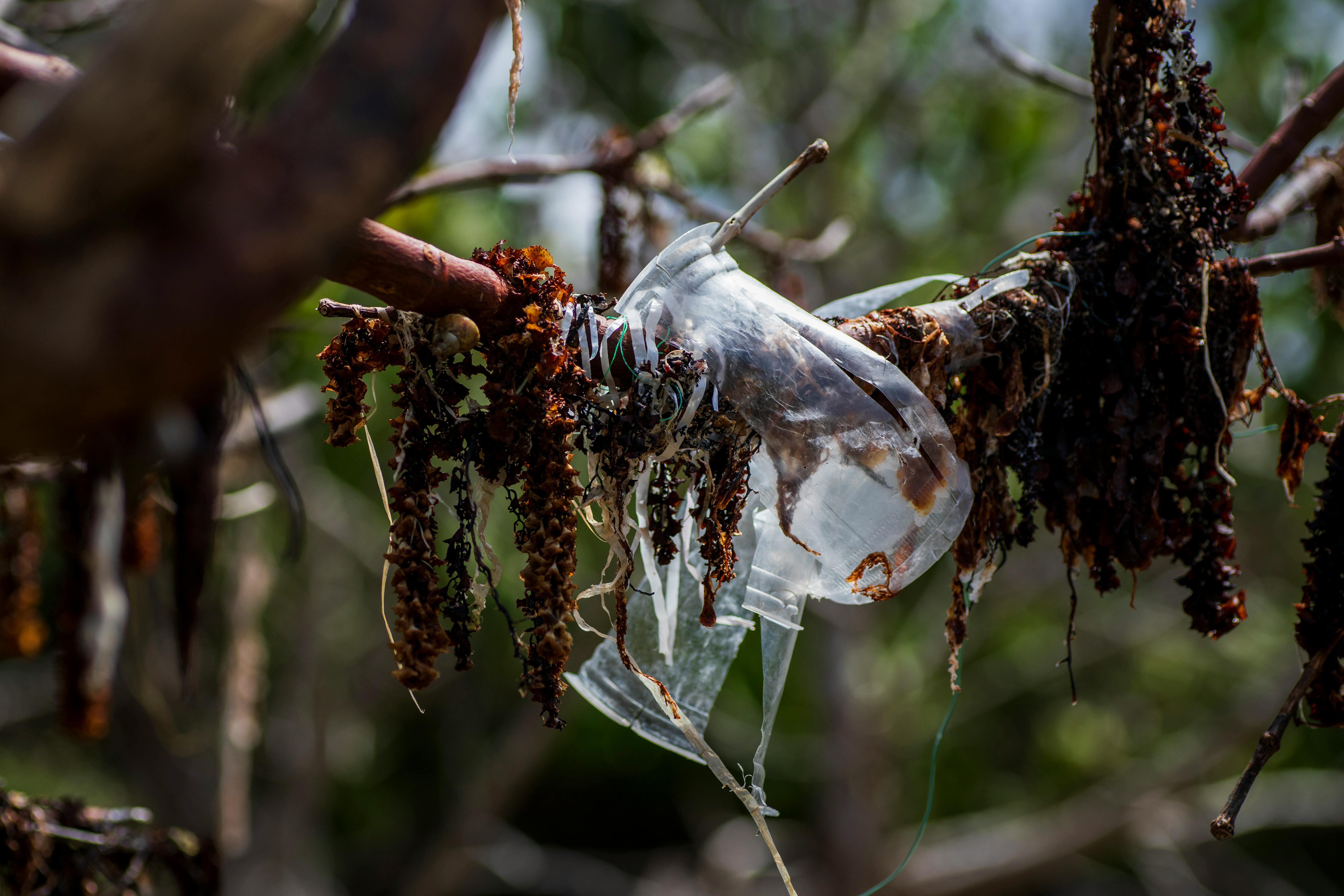 Microplastics_Year_End_Mangrove