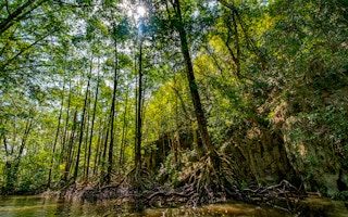 Mangrove_Forest_Palawan