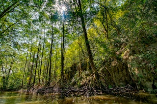 Mangrove_Forest_Palawan