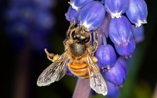 Bee_Nepal