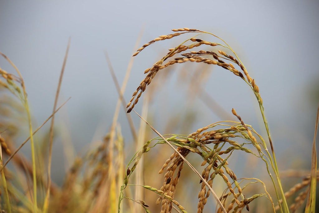 Sugar_Cane_Farmer_Pesticide