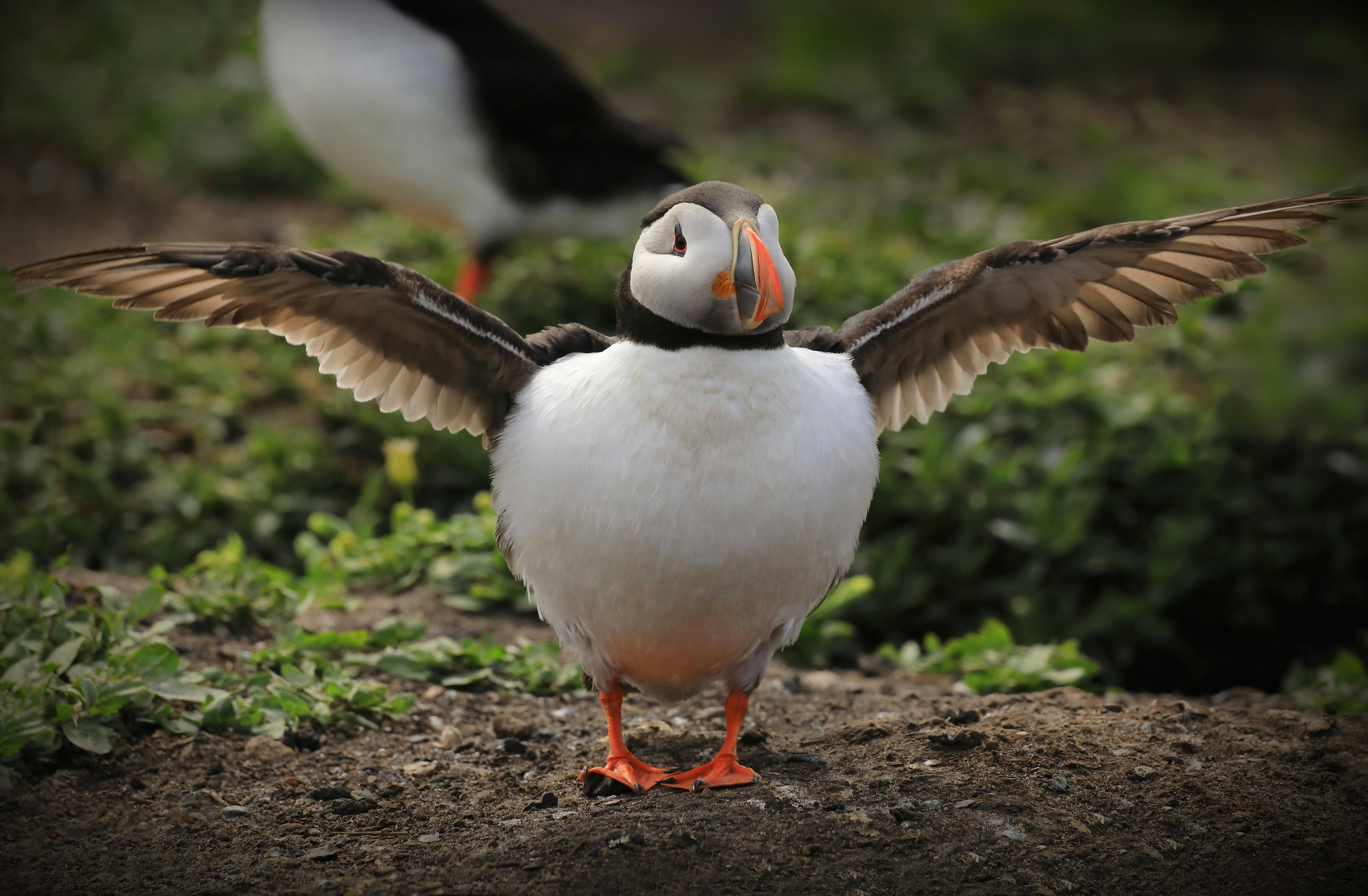 Puffin_England