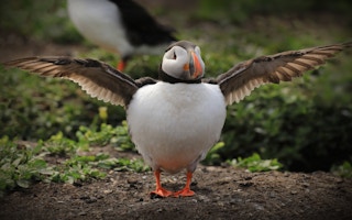 Puffin_England