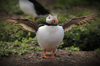 Puffin_England