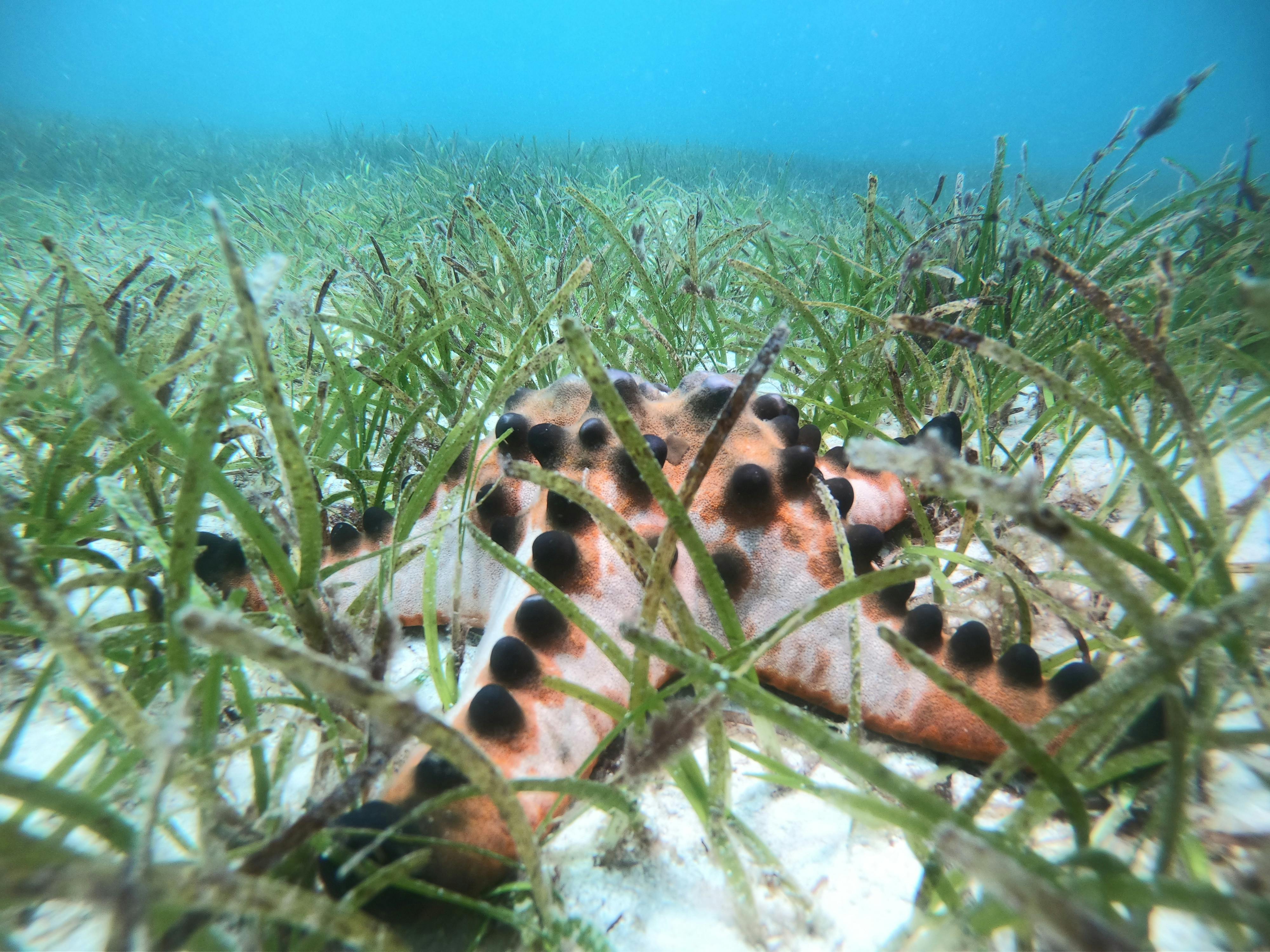 Seagrass_Conservation_Starfish