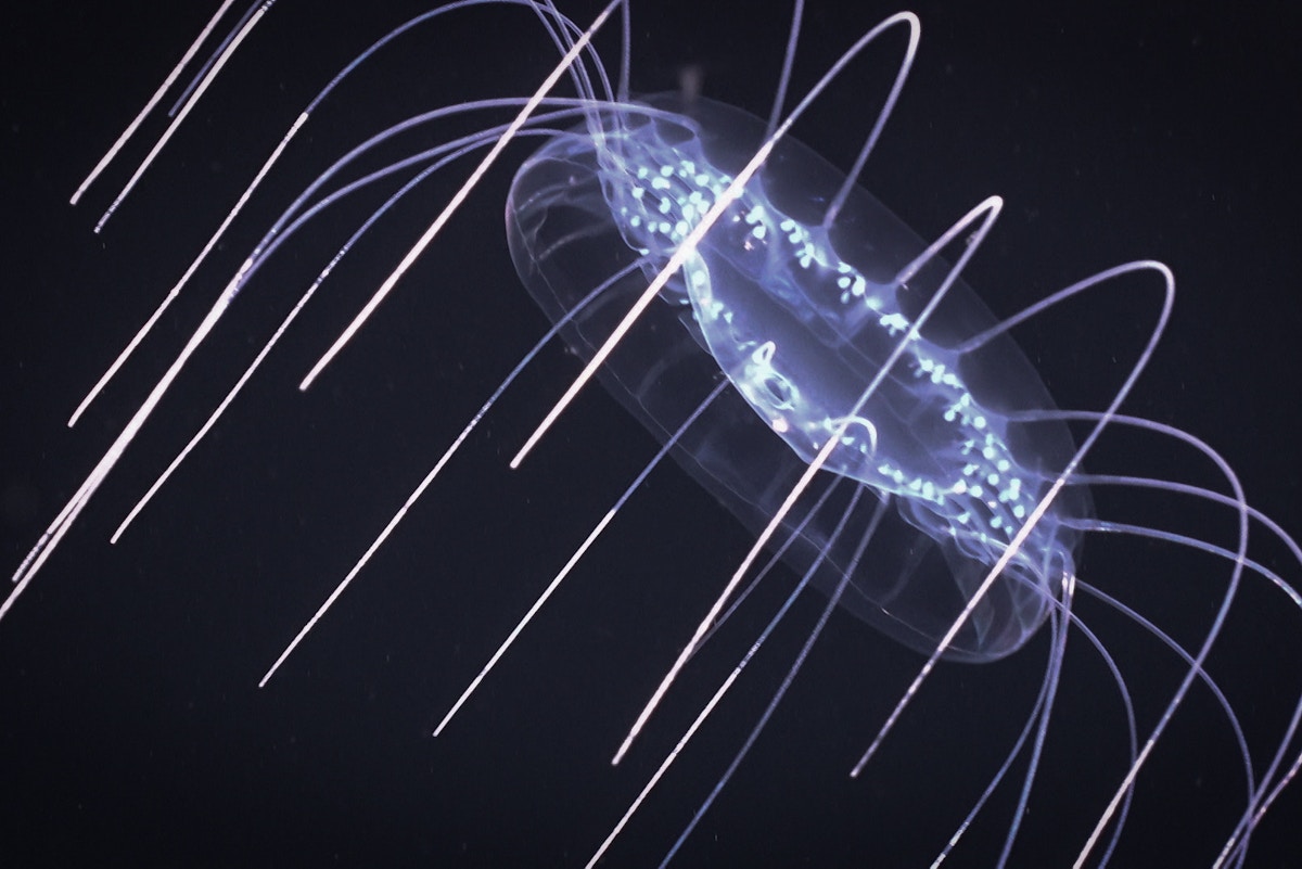 US federal agency opens door to deep-sea mining – and industry players are lining up to apply