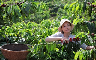 Coffee_Farmer_Woman_Vietnam