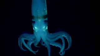 Deepsea_Squid_Blue_Economy