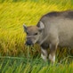 china energy case study Golden_Rice_Carabao_Vietnam