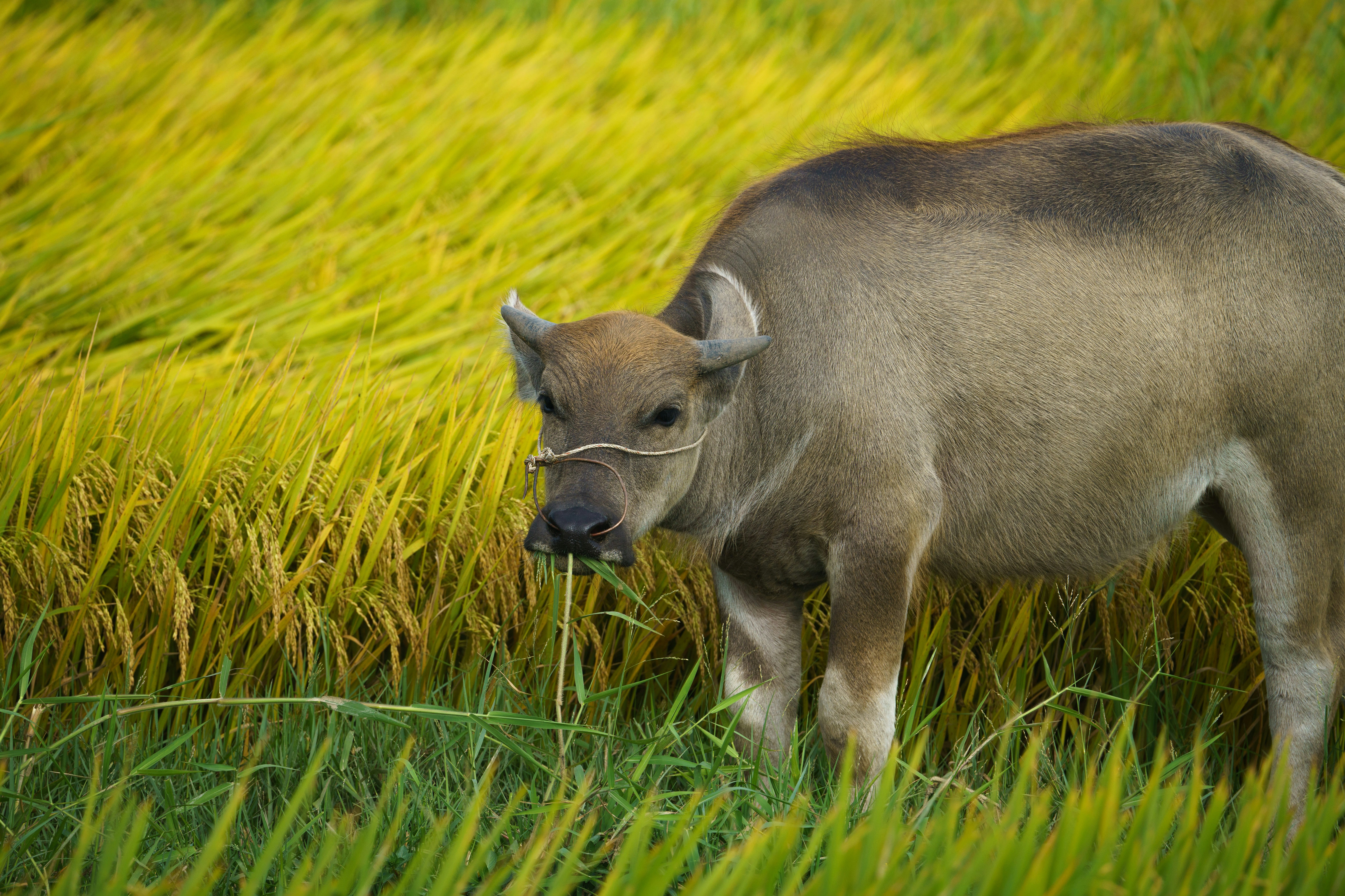 Why do environmentalists oppose genetically modified 'golden rice'? - Vimarsana News