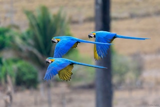 Macaw_Brazil_Amazon