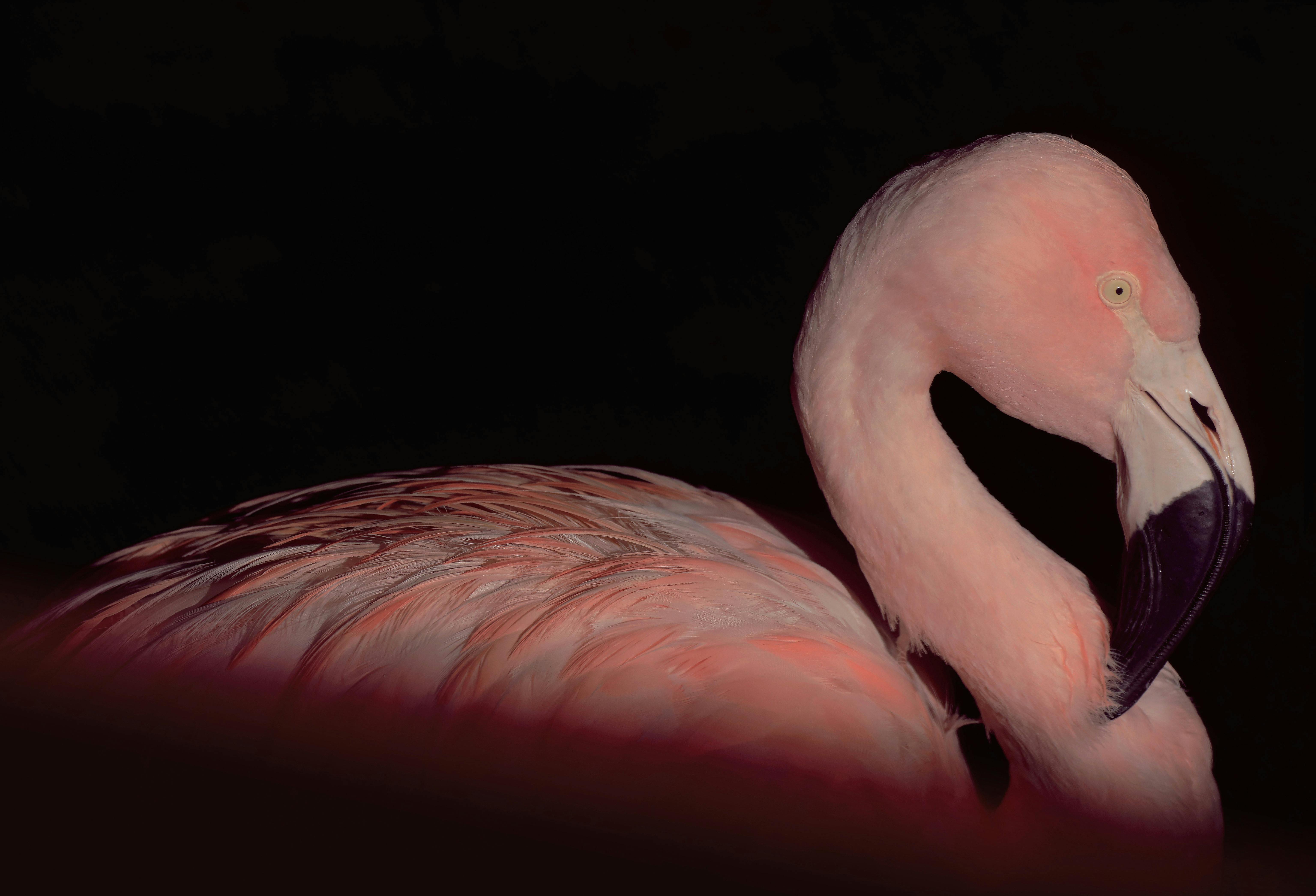 Flamingo_Bristol_Zoo