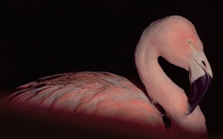 Flamingo_Bristol_Zoo