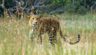 Leopard_Grass_Sri_Lanka