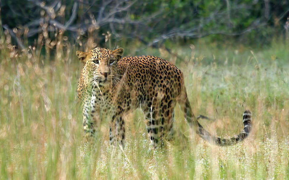 Leopards’ return to Pakistan capital highlights challenge of human Leopards’ return to Pakistan capital highlights challenge of human