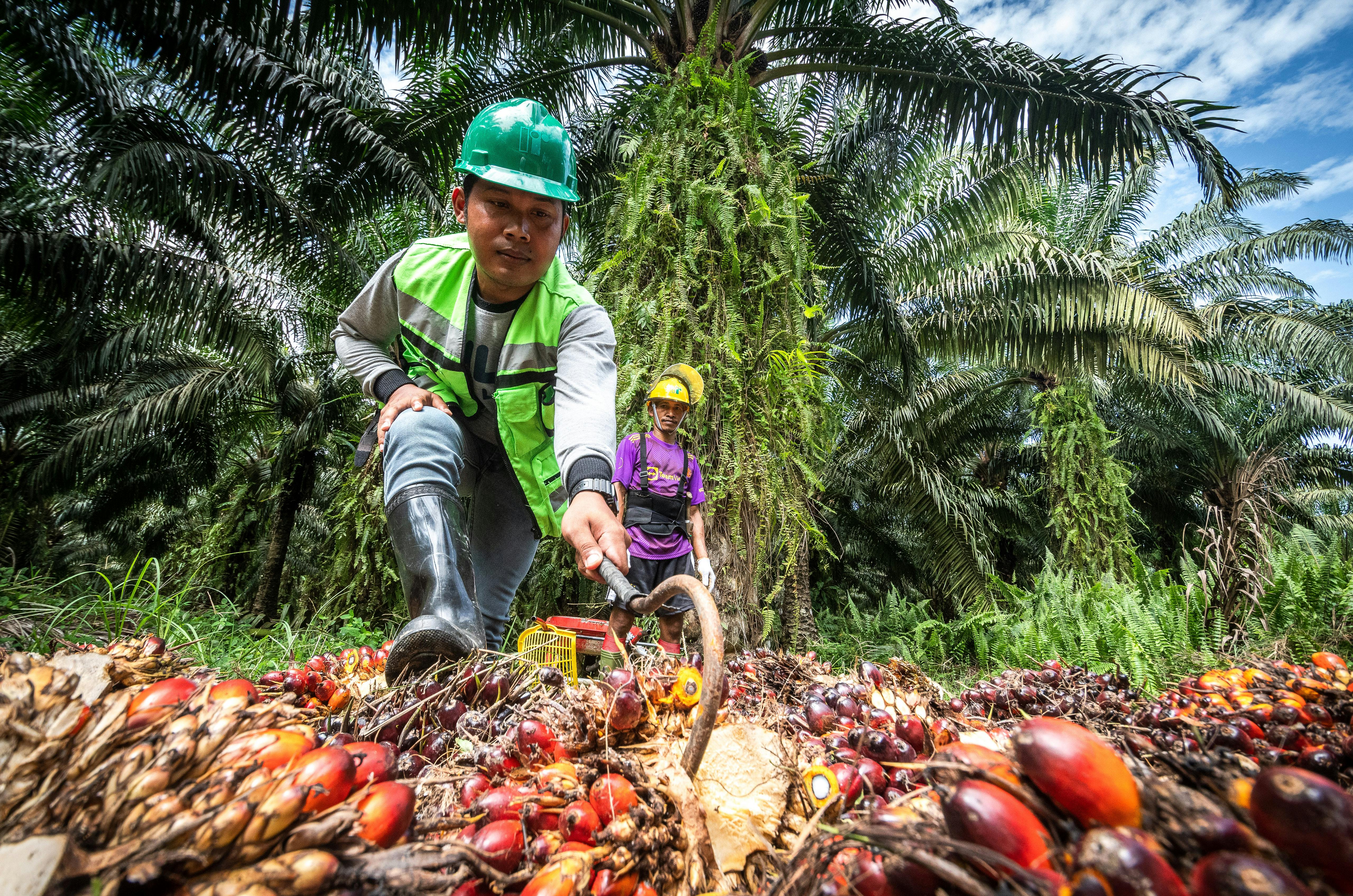 Oil_Palm_Fruit_Clerk_Indonesia