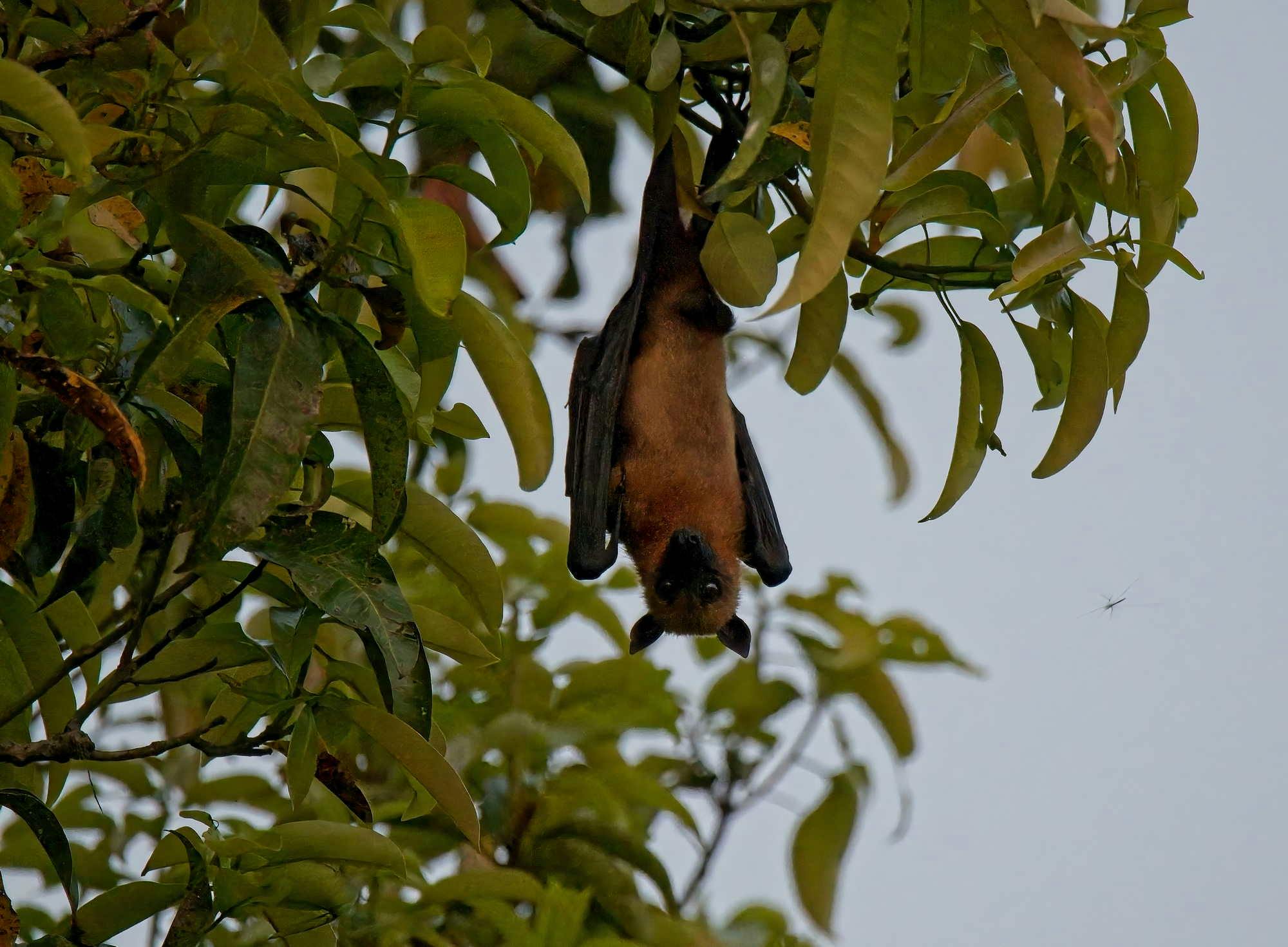 Fruit_Bats_Heatwaves_India