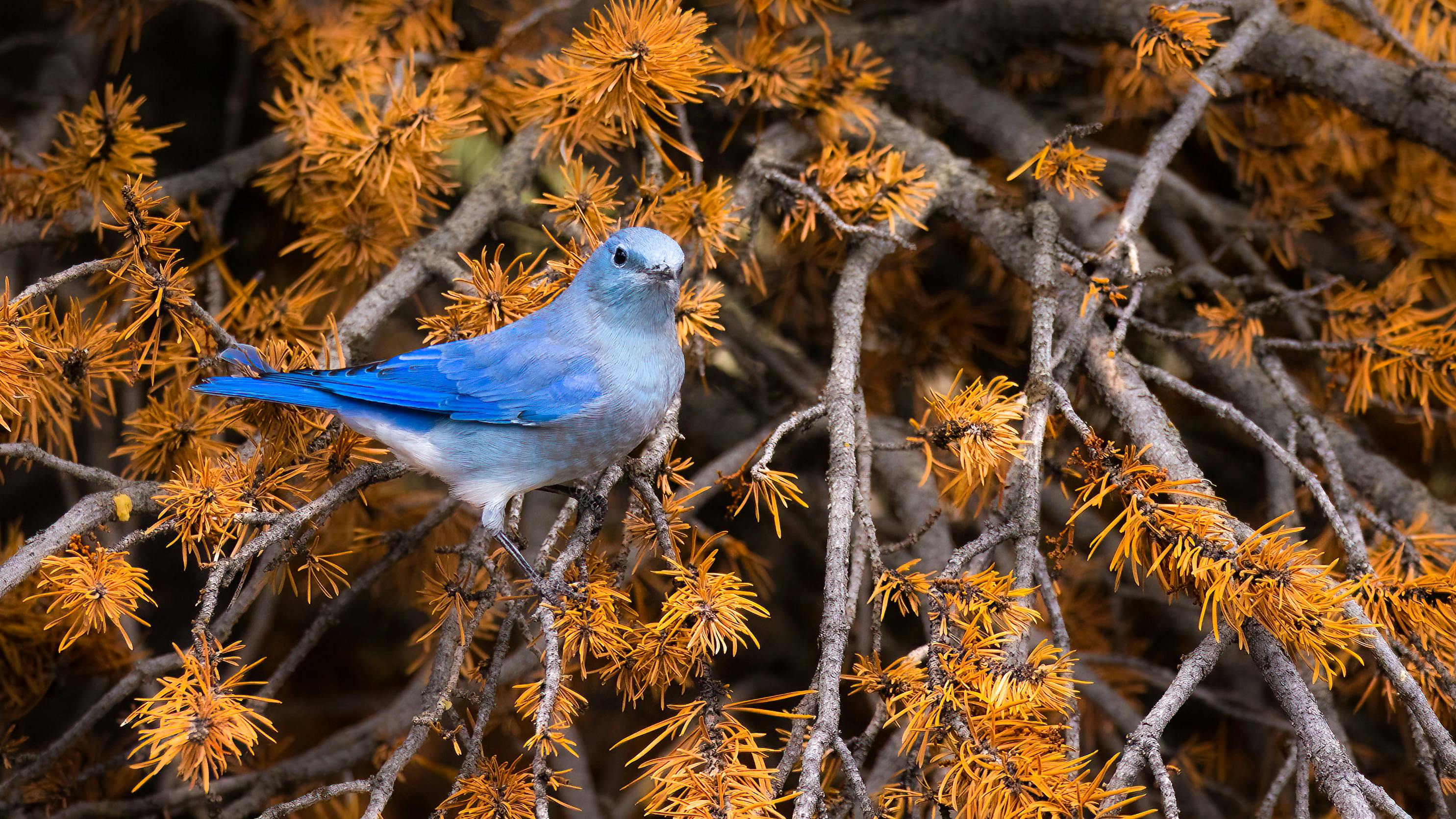 Pine_Needles_Biofuel