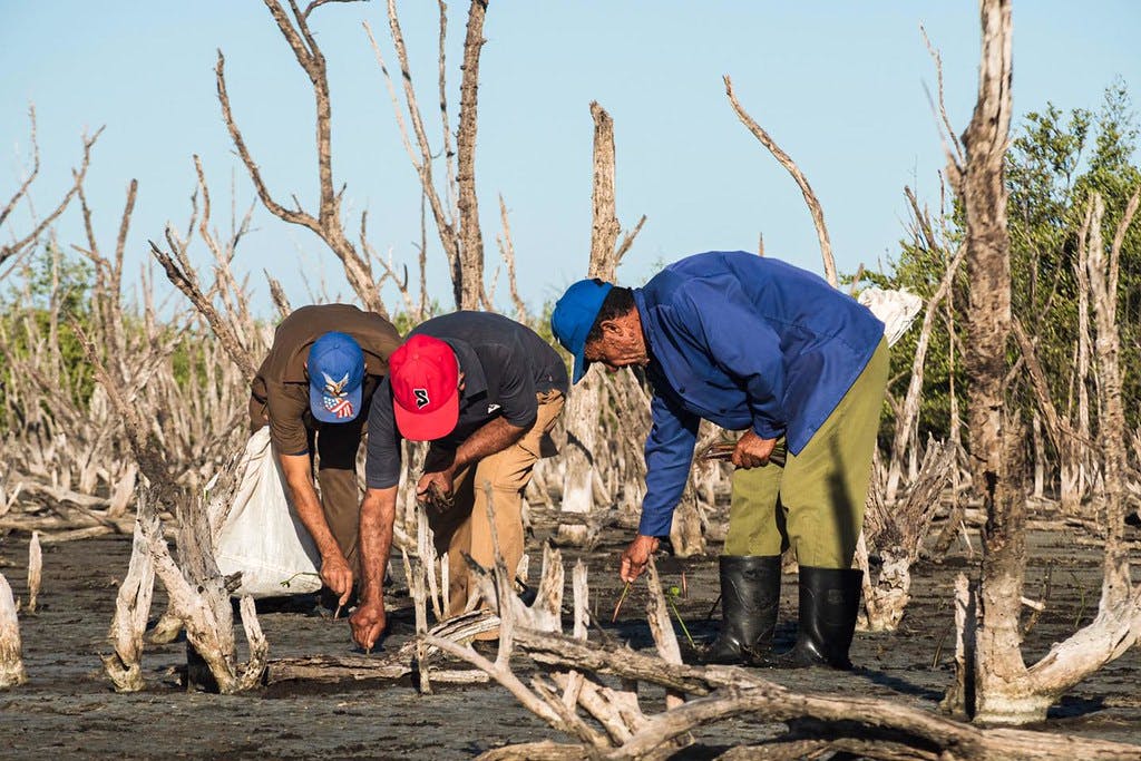 Loss_and_Damage_Mangroves