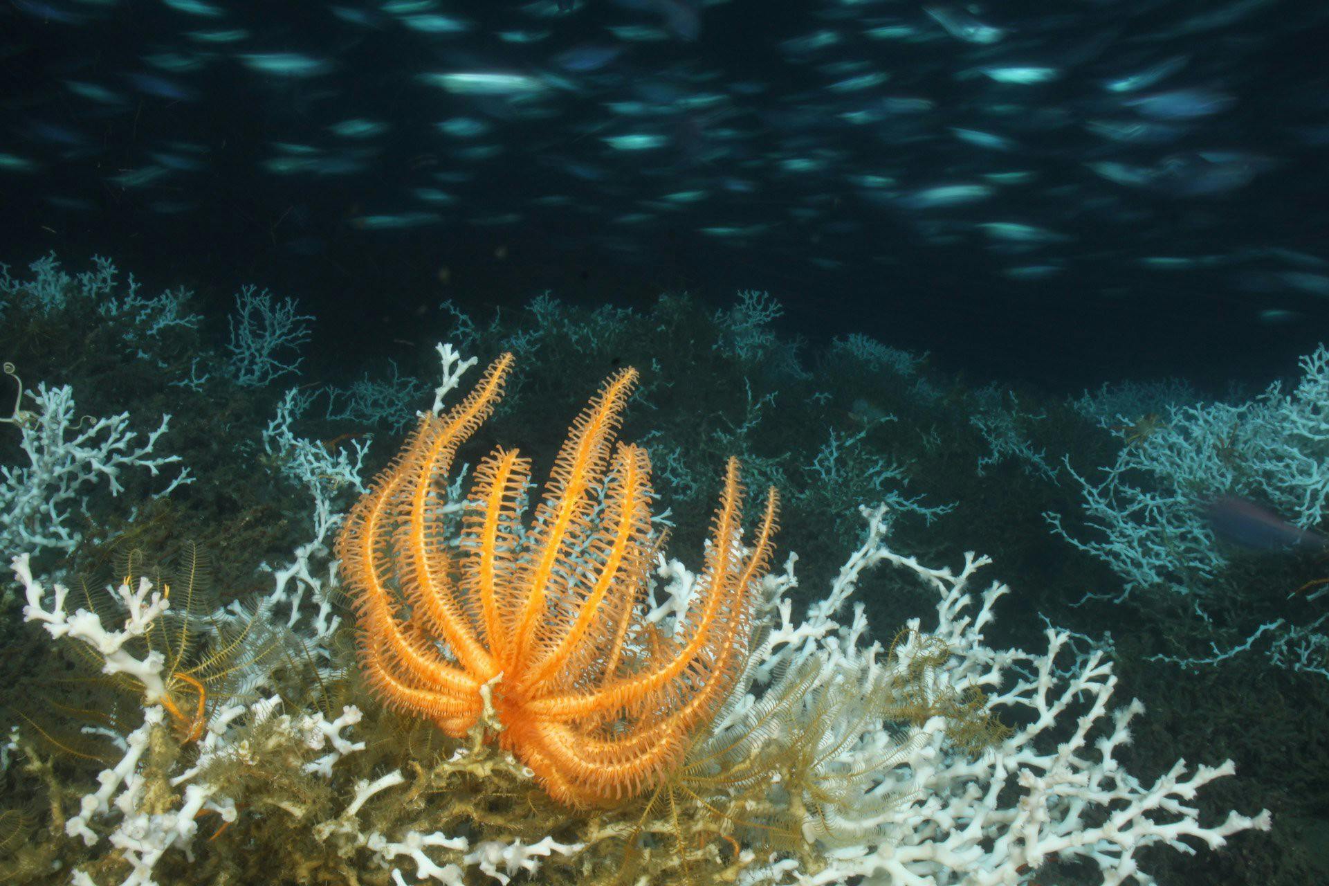China tests wind-powered underwater data centres, but environmental concerns remain