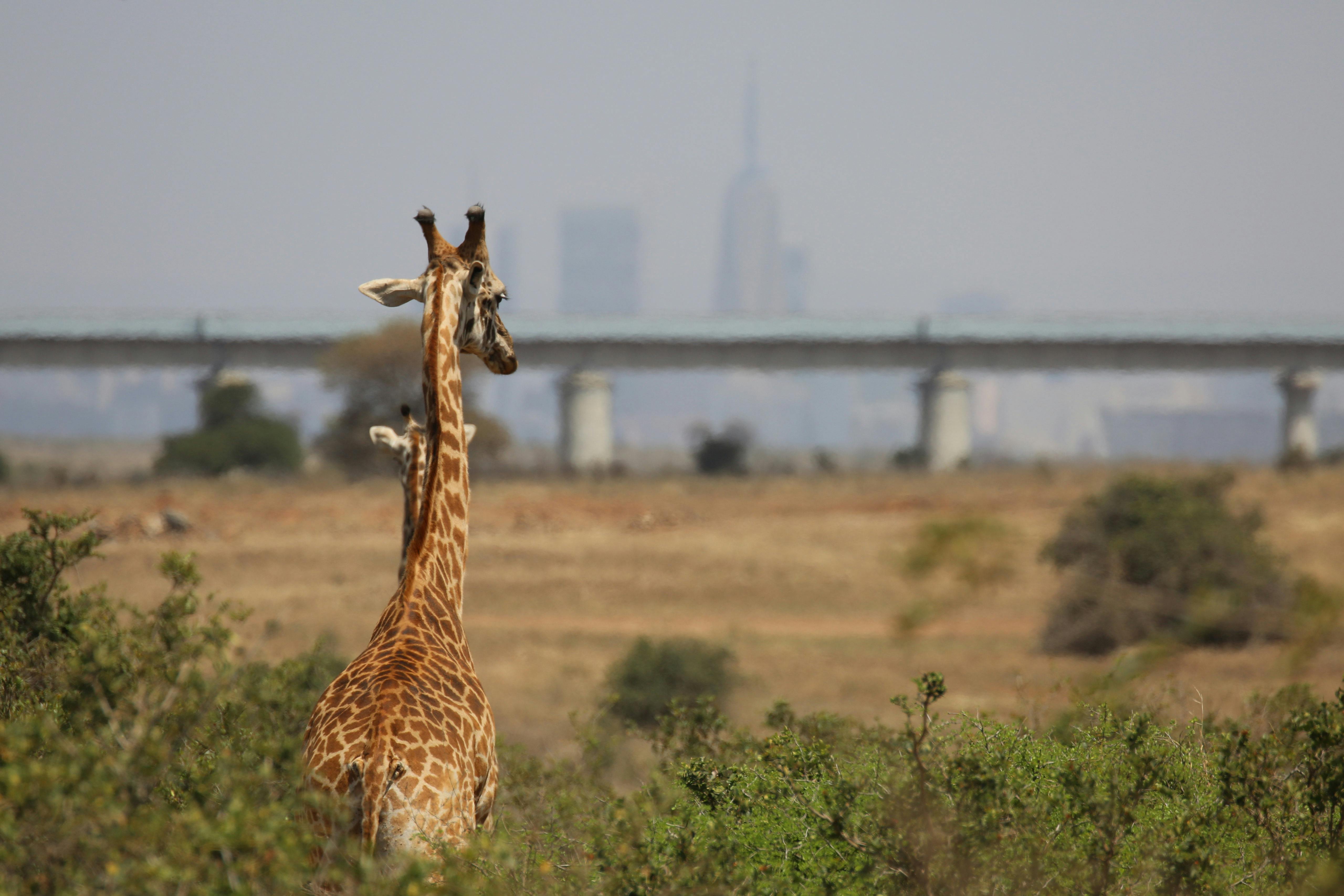 Giraffe_Nairobi_National_Park