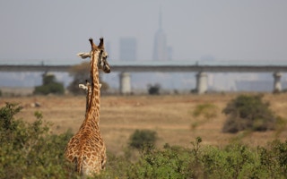 Giraffe_Nairobi_National_Park