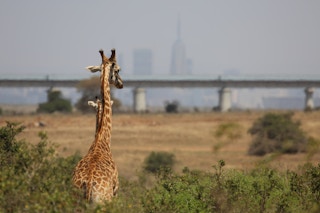 Giraffe_Nairobi_National_Park