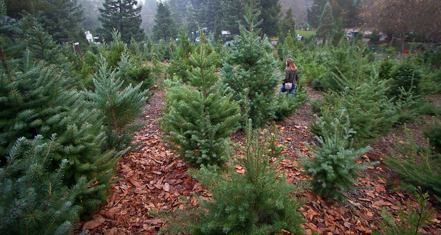 Christmas Tree Shopping Christmas Tree Shopping Is Harder Than Ever Thanks To Climate Change And Demographics Opinion Eco Business Asia Pacific Christmas Tree Shopping Christmas Tree Shopping Is Harder Than Ever Thanks To Climate Change And Demographics Opinion Eco Business Asia Pacific