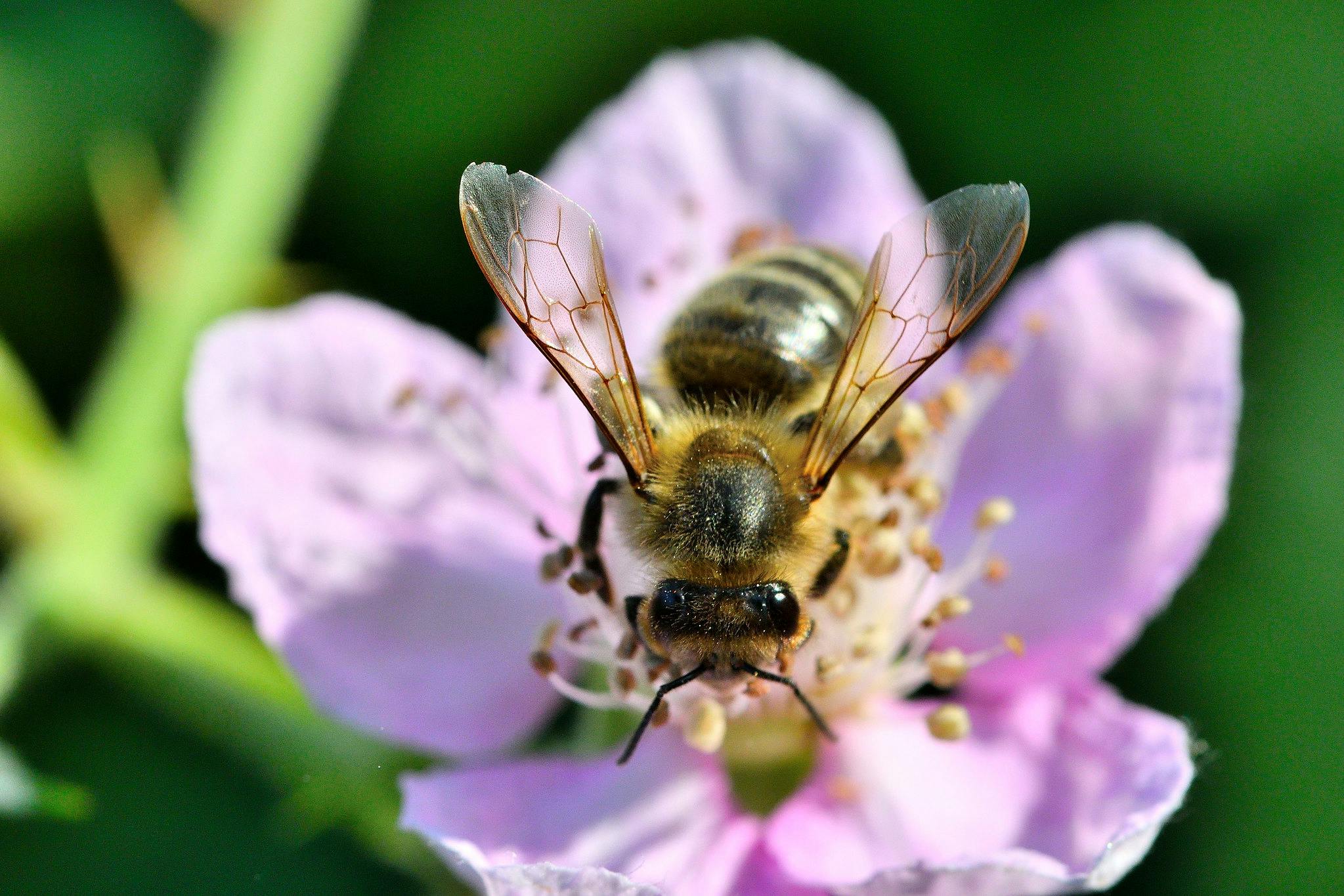 2025_Climate_Rewrote_Wild_Pollination