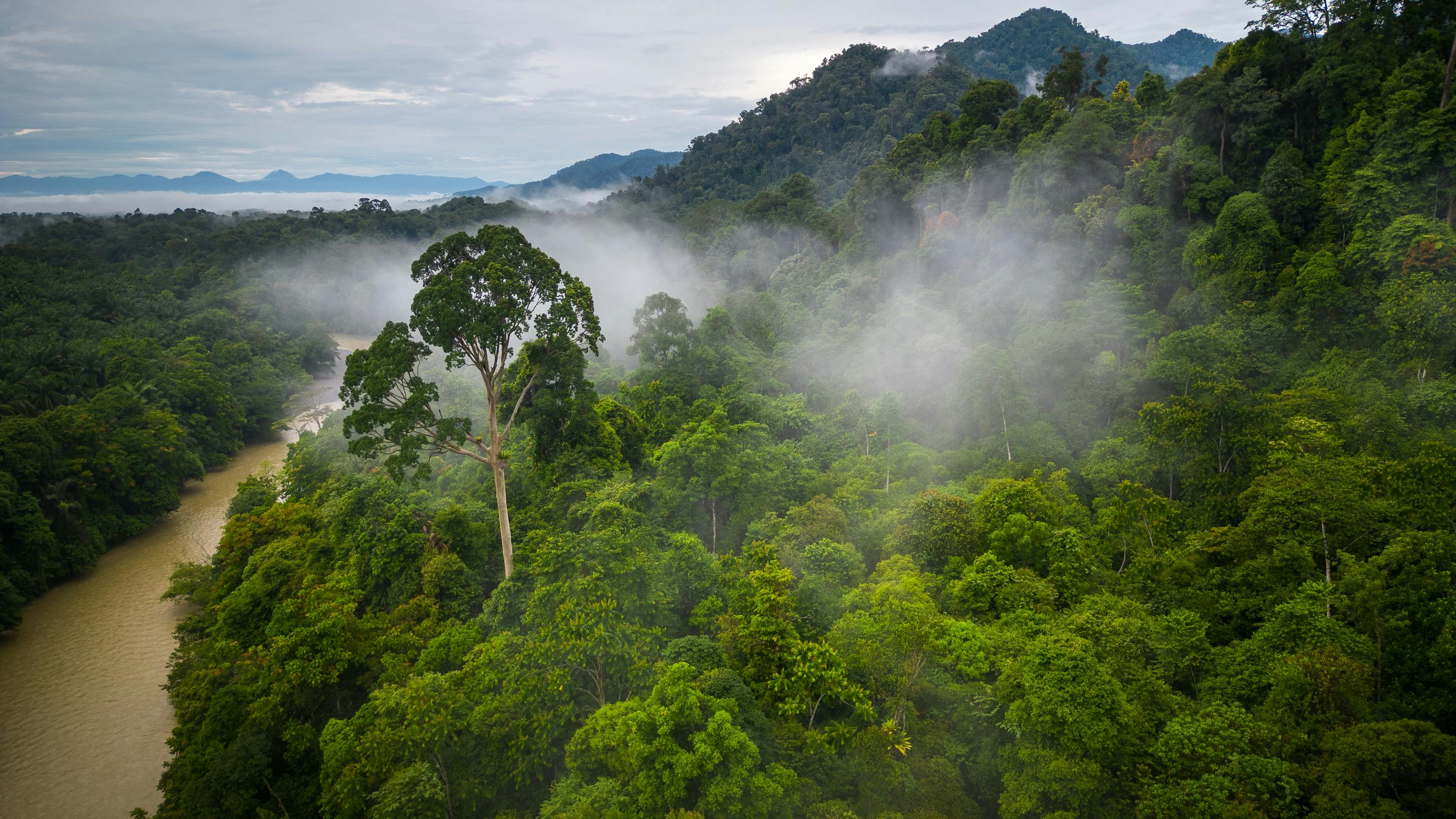 North_Sumatra_Forest