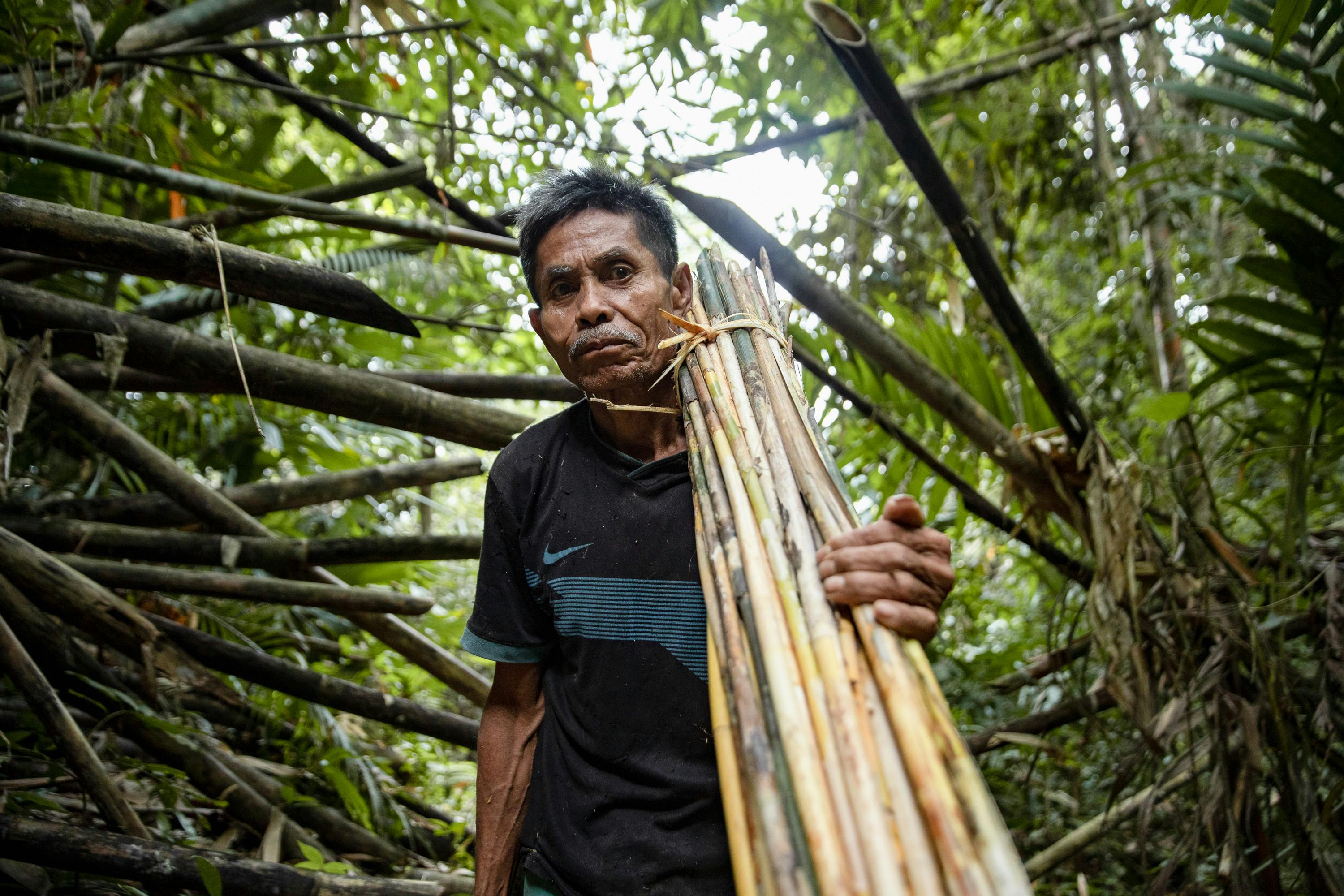 Rattan_Forest_Sulawesi_Indonesia