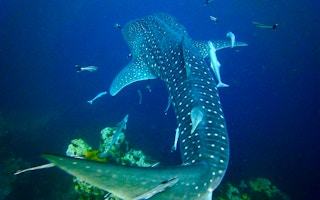 Whale shark in Surat Thani, Thailand