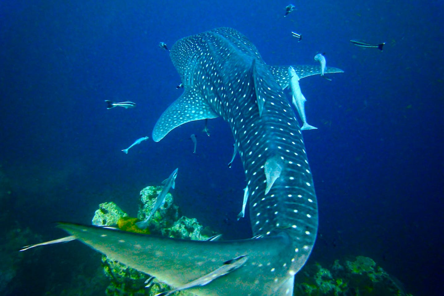 Whale shark in Surat Thani, Thailand