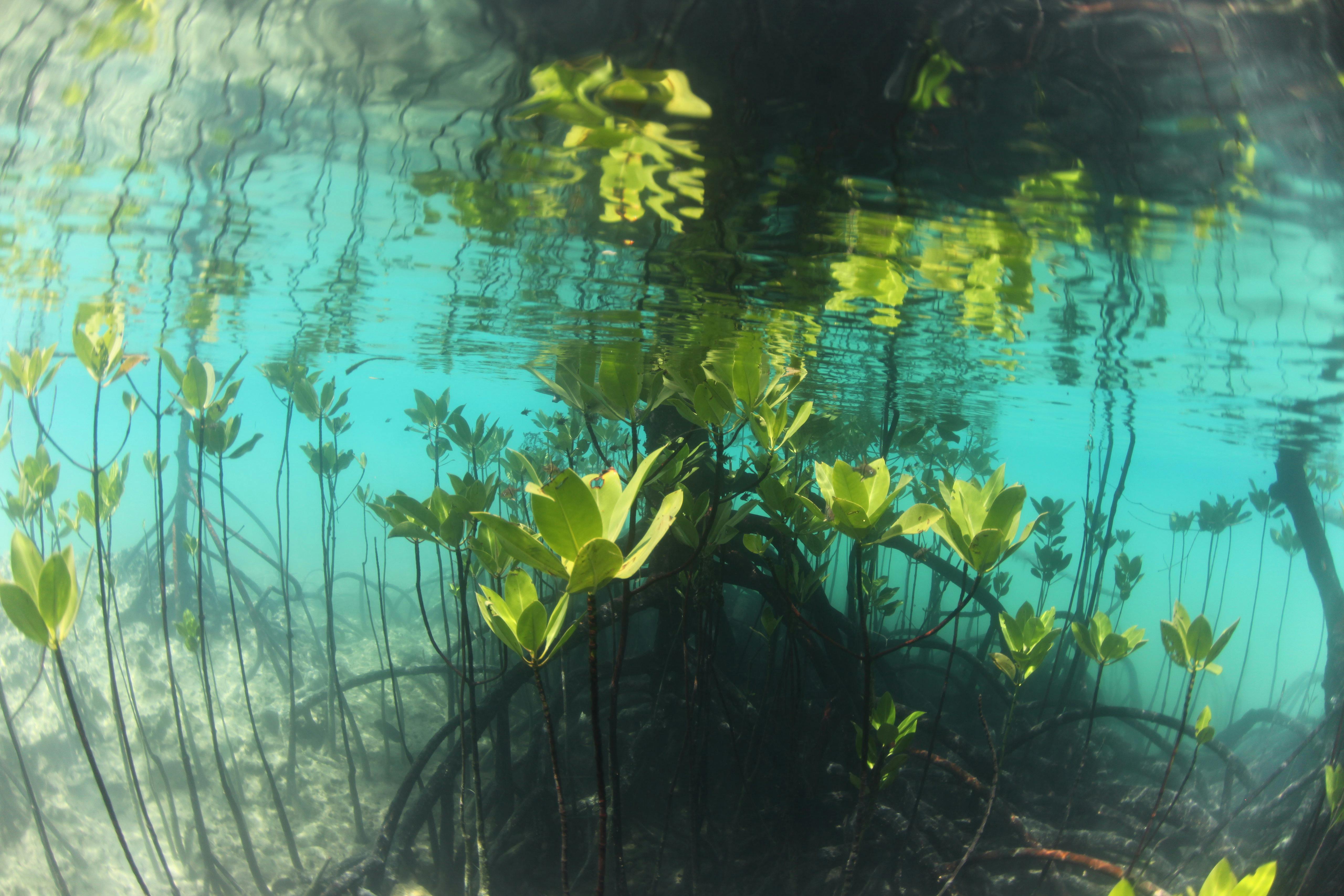 Mangroves_Underwater_Danjugan_Philippines