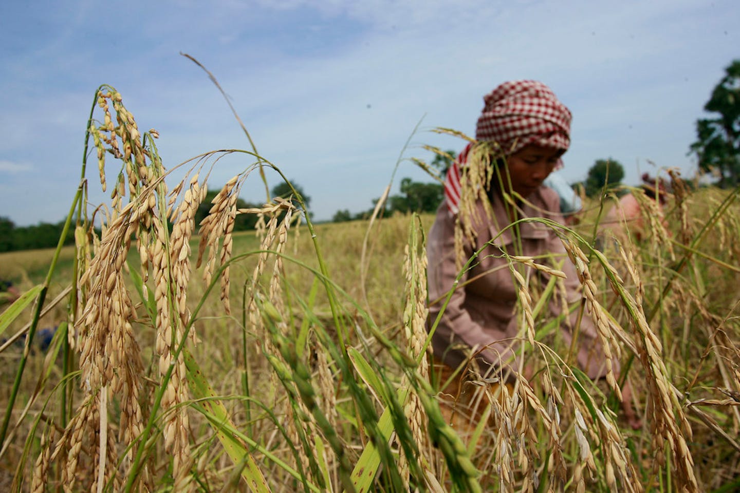 cambodia drought