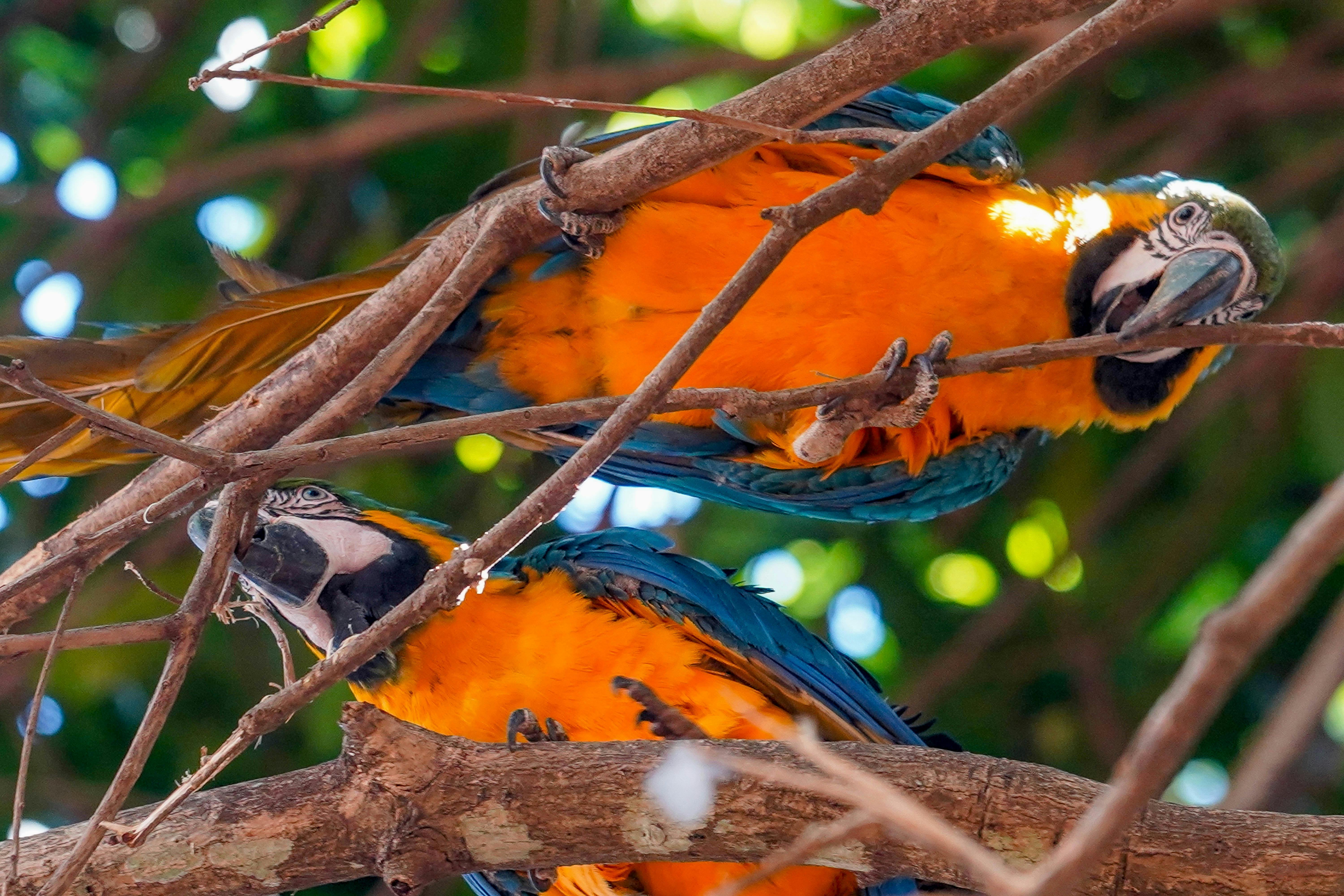 CB_COP30_Paris_Agreement