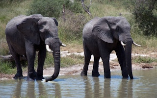 Elephants in Botswana, South Africa