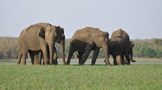 Elephant_India