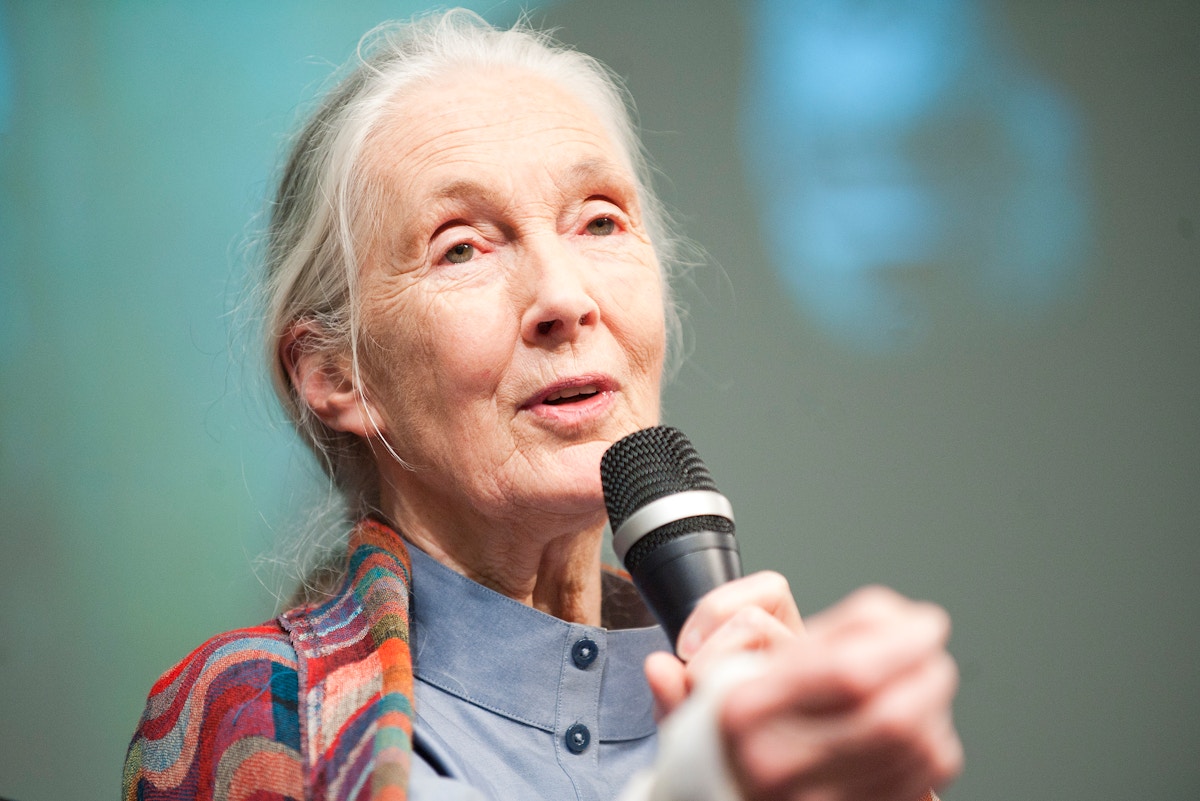 ‘Earth’s greatest champion’: Conservation world mourns Dr Jane Goodall
