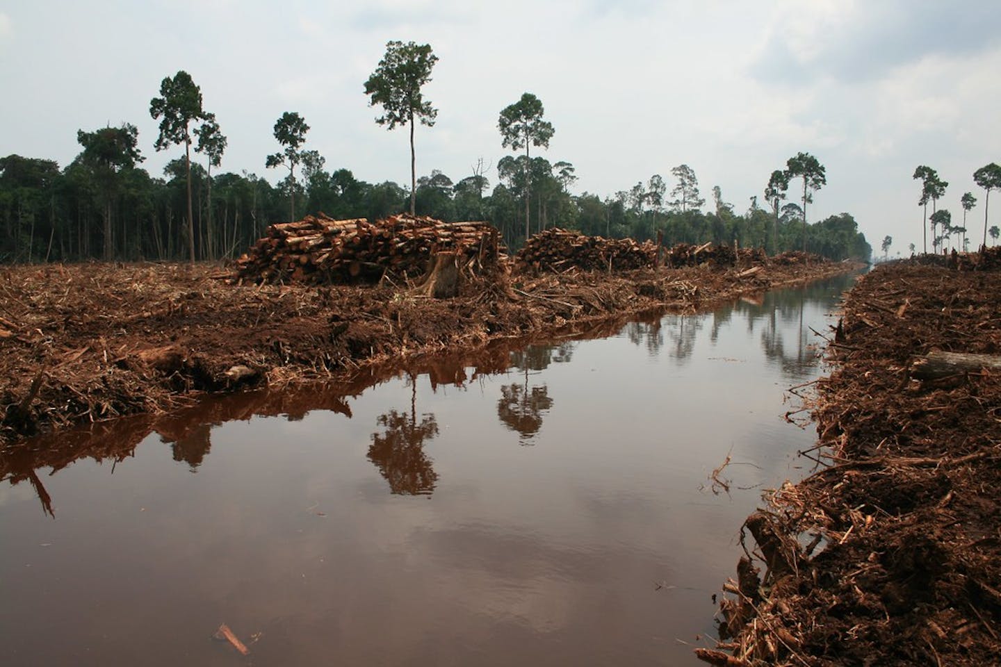 Deforestation Indonesia2