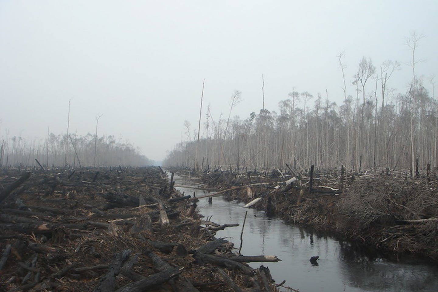 converted forest for wood fibre, Sumatra