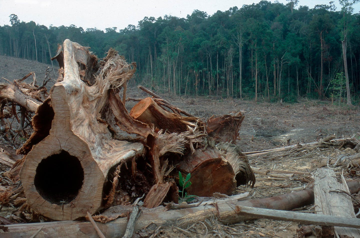 How rich countries cause deforestation in poor ones