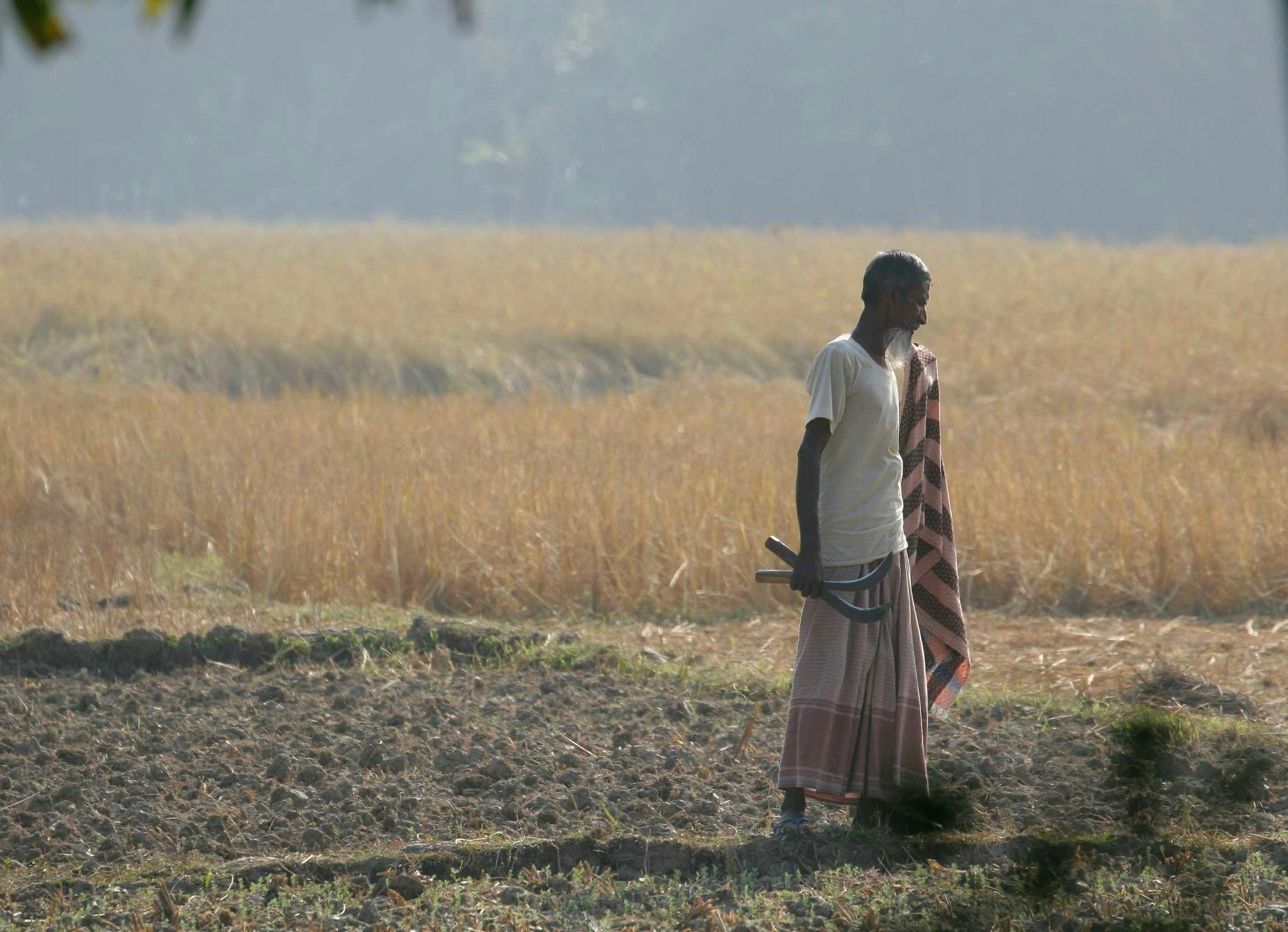 Rice_Farmer_Drought_Bangladesh