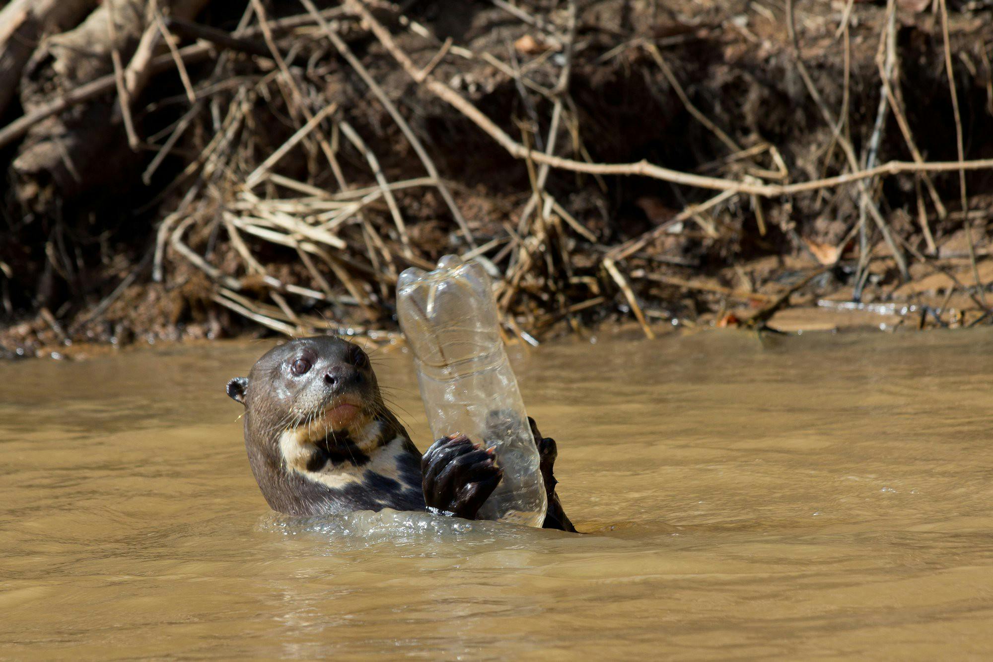 Global_Plastics_Treaty_Pollution_Otter