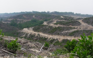 rainforest deforestation riau indonesia
