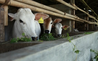 Cattle_Alternative_Food_Security