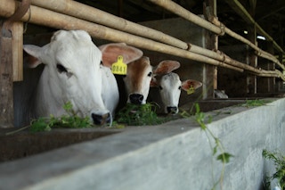 Cattle_Alternative_Food_Security