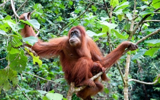 orangutan northern sumatra indonesia