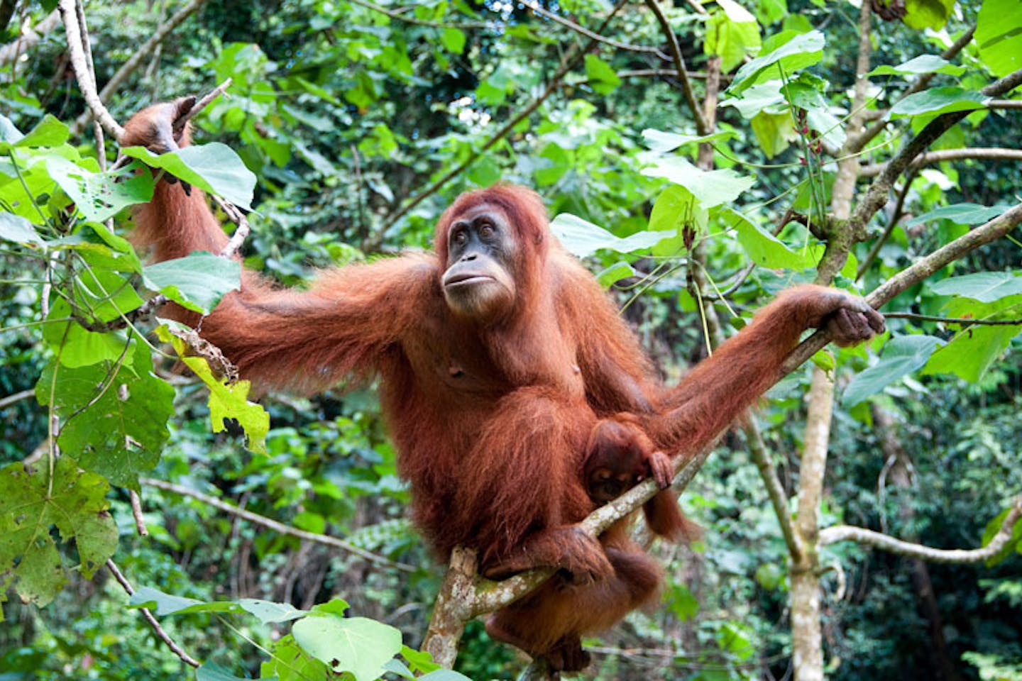 orangutan northern sumatra indonesia