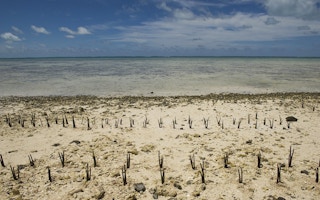 Kiribati mangroves